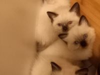 Siam Kitten