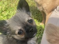 Reinrassige Chihuahua welpen