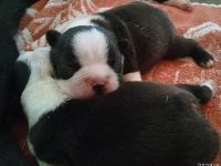 Boston Terrier Welpen FCI.