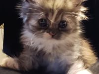 Perser-Main-coon Mix