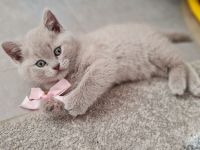 Wunderschönes BKH Kätzchen