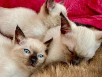 Siam Kitten Katze Point in Hannover zu Verkaufen