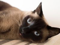 Deckkater Siam Kater Point in Hannover sucht Katze