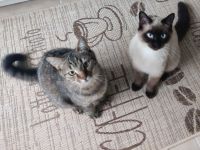 Zwei süße Britisch Kurzhaar Mix Kater