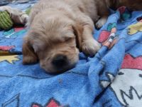 Golden Retriever Welpen