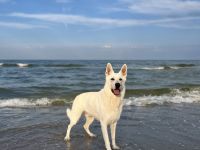 Deckrüde Schweizer Schäferhund (Kein Verkauf)