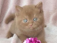 Britisch Kurzhaar Mädchen cinnamon mit Stammbaum