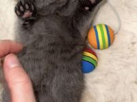 BKH+Heilige Birma Mix Kitten zu verkaufen