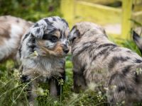 Altdeutscher Hütehund, Altdeutscher Tiger