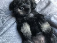 Zwergschnauzer Welpen suchen ein neues Zuhause