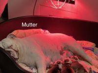 100% reinrassige englische Bulldogge