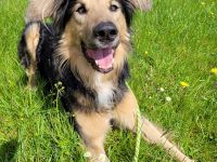 Jumper, Hovawart-Mischling, geb. 2014, Rohdiamant mit ganz viel Potential