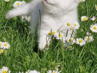 Bkh silver shaded Babys