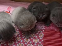 BKH Kitten Reinrassige, Elterntiere haben Stammbaum