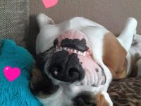 Liebevoller,sensibler & körperkontaktfreudiger Tollpatsch sucht s/eine Herzdame