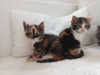 Süsse Kitten von Maincoonmix-Mama. Glückskatzen und andere🥰