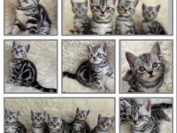BKH Kitten vom Champion Kater Black Silver Tabby Classic mit Stammbaum Whiskas