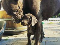 Cane Corso Welpen
