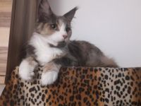 Reinrassige Main Coon Mädchen mit Stammbaum!