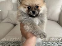 Pomeranian Welpe