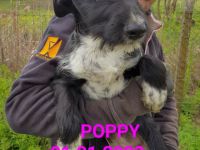 liebes Welpenmädchen Poppy im rumänischen Tierheim, hofft auf tierliebe Adoption in Deutschland