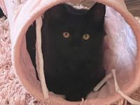 Maine coon kitten Geschwister