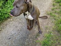 Cookie sucht ein neues Heim