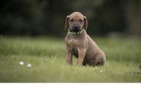 Rhodesian Ridgeback Welpen