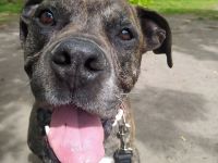 Boxer-Mix Ilan sucht neues zu Hause