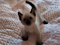 Perser Katzenbabys,  Perserkätzchen