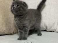 Wunderschöne British Kurzhaar und Langhaar Kätzchen suchen liebevolles Zuhause