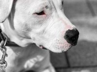 Weisse American Staffordshire Terrier