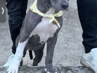 american staffordshire terrier