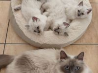 Heilige Birma Kitten nur noch zwei Kater und zwei Kätzinnen zum Reservieren