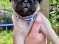 Reinrassige und freiatmende Mopswelpen