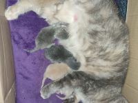 Wunderschöne BKH Kitten