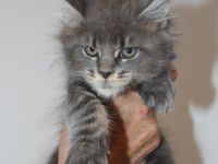 Maine Coon Kitten