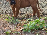Boxer-American Bulldog Mix