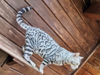 Silver Rosetted bengal Kater - zur zucht geeignet