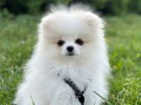 Zwergspitz Welpe Rüde