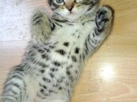 4 Ekh / Maine coon Kater suchen ein schönes Zuhause