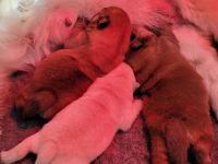 Wunderschöne Chow-Chow-Babys