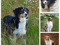 Australian Shepherd Welpen mit ASCA-Papieren