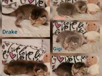 BKH Kitten Reinrassig