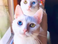 Verkaufe meine zwei Katzen!