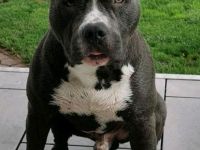 American Stafford Deckrüde Blue line