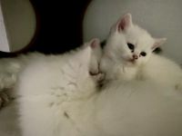 Süße BKH Mix Katze