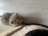 Bkh kitten suchen neues heim