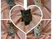 ❤️ 5 BKH Kitten