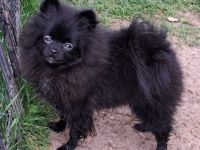 Pomeranian-Chihuahua Mix Mädchen (Pomchi)